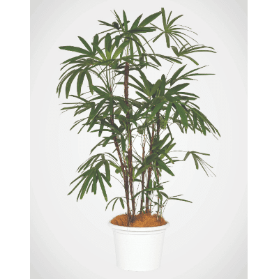 Plant Large
