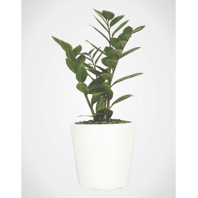Plant Table Top