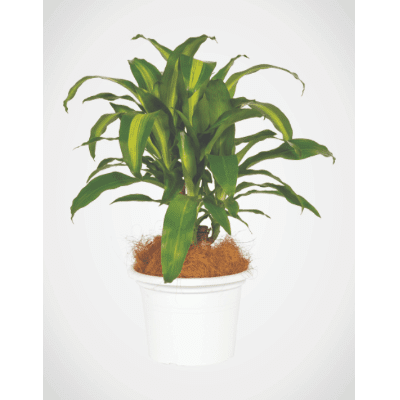 Plant Small