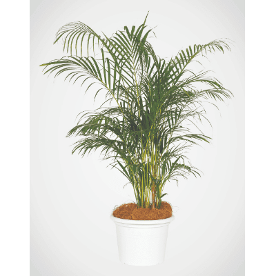 Plant Medium